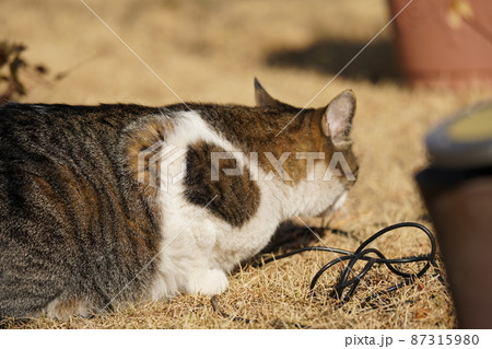 猫　凛太朗　外での風景 87315980