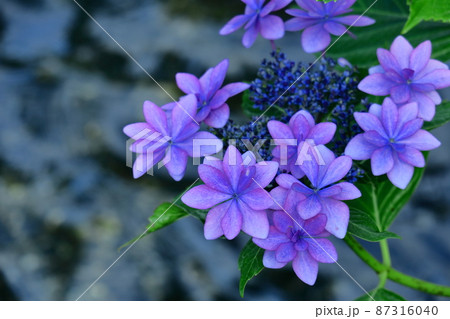 雨に濡れて咲く 87316040