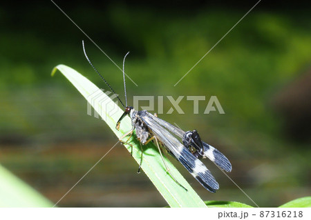 シリアゲの一種(オス) シリアゲの一種(オス) 87316218