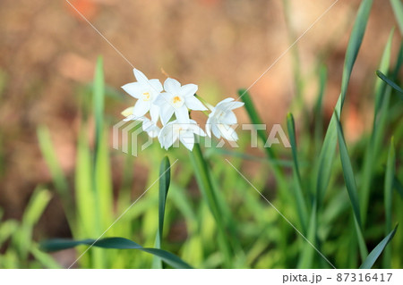 スイセンの花　ガリル 87316417