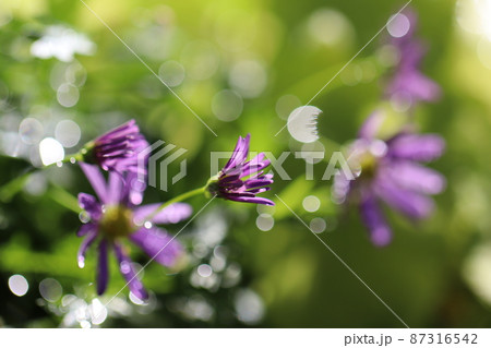 雨の日のブラキカムの花 雨の日のブラキカムの花 87316542