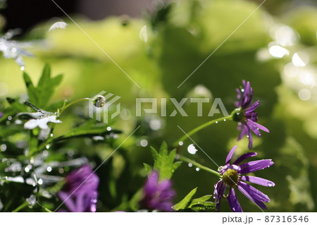 雨上がりの日のブラキカムの花 雨上がりの日のブラキカムの花 87316546