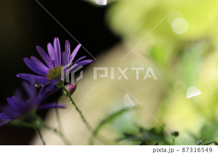 ひっそり咲くブラキカムの花 ひっそり咲くブラキカムの花 87316549