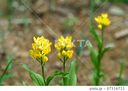 キンランの花 87316721