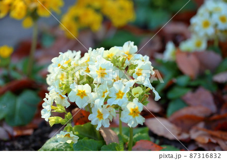 プリムラの花 87316832