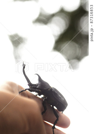 カブトムシ 昆虫 クワカブ 虫 夏 夏休み 森 クヌギ 生物 カブトムシ 昆虫 クワカブ 虫 夏 夏休み 森 クヌギ 生物 87316853