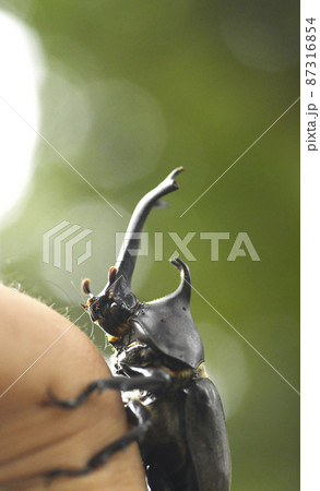 カブトムシ　昆虫　クワカブ　虫　夏　夏休み　森　クヌギ　生物 87316854