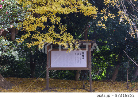 大イチョウの御神木　案内看板 87316855