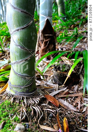 亀甲竹 亀甲竹 87316904