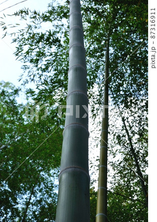 孟宗竹　若竹 87316911