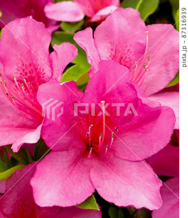 庭のピンクのアザレアの花 ピンクのツツジの花のフレームの写真素材