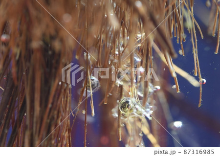 メダカの卵 孵化 魚 水槽 稚魚 淡水 生物 ペット メダカの卵 孵化 魚 水槽 稚魚 淡水 生物 ペット 87316985