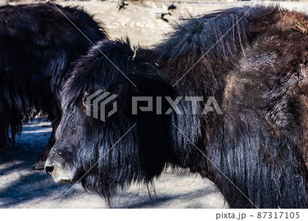 Zoological Park of Tbilisi, Georgia 87317105