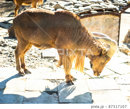 Zoological Park of Tbilisi, Georgia 87317107