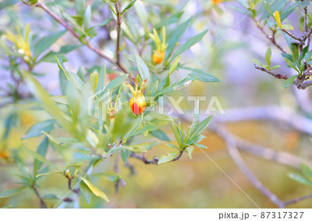 コクチナシの実 87317327