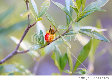 コクチナシの実 87317329