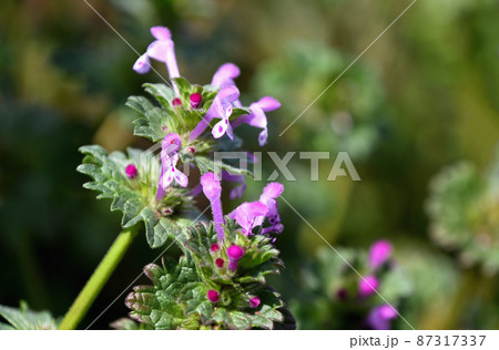 ホトケノザ（仏の座） 87317337