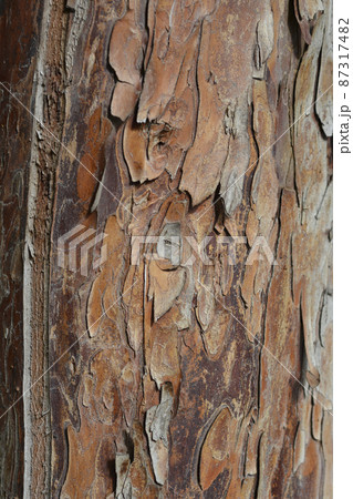 Irish Yew Irish Yew 87317482