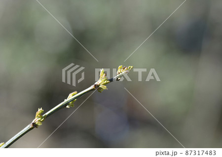Vetch-like coronilla Vetch-like coronilla 87317483