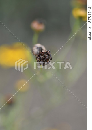 Plains tickseed Plains tickseed 87317484