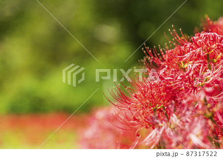彼岸花の群生地、日向薬師の風景【神奈川県・伊勢原市】 87317522