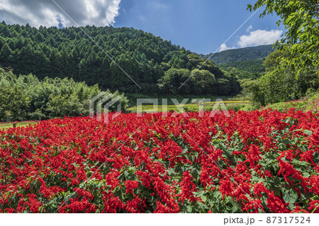 日向地区の里山風景とサルビアの花【神奈川県・伊勢原市】 87317524