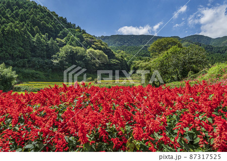 日向地区の里山風景とサルビアの花【神奈川県・伊勢原市】 87317525