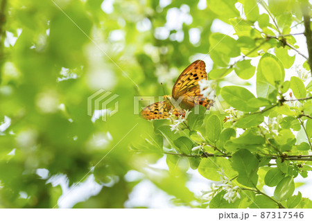 メスグロヒョウモン メスグロヒョウモン 87317546