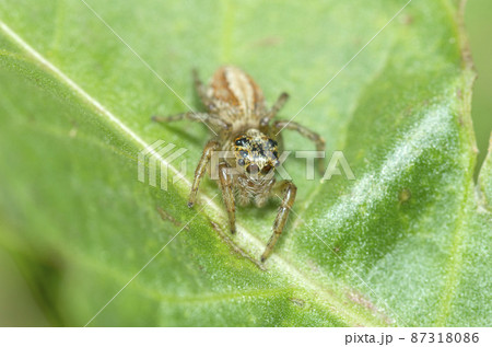 デーニッツハエトリ デーニッツハエトリ 87318086