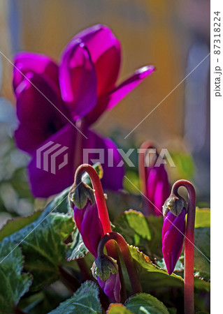 今年もシクラメンが花を開き始めました。 今年もシクラメンが花を開き始めました。 87318224