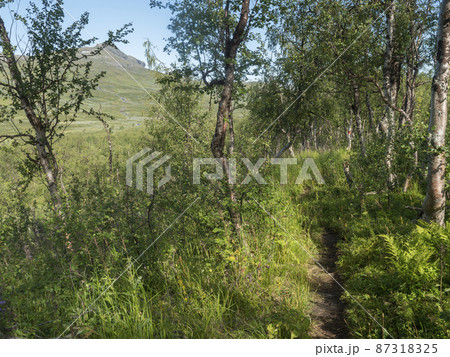 Path in beatiful northern landscape artic landscape, tundra in Swedish Lapland with green hills, meadow, flowers and birch trees at Padjelantaleden hiking trail. Summer day, blue sky, white clouds Path in beatiful northern landscape artic landscape, tundra in Swedish Lapland with green hills, meadow, flowers and birch trees at Padjelantaleden hiking trail. Summer day, blue sky, white clouds 87318325