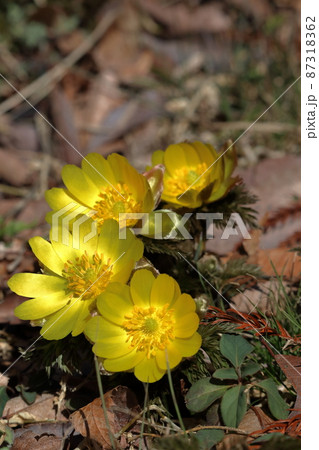 福寿草 幸福と長寿 冬 (高知県 大豊町 南大王) 福寿草 幸福と長寿 冬 (高知県 大豊町 南大王) 87318362