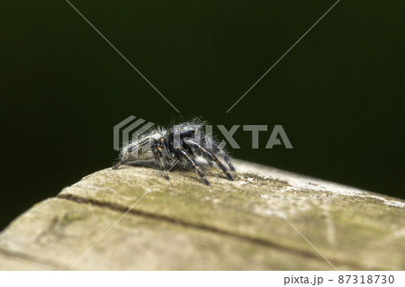 ネコハエトリ 87318730