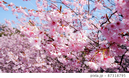 大津 皇子が丘公園　青空に映える満開のハツミヨザクラ 87318795