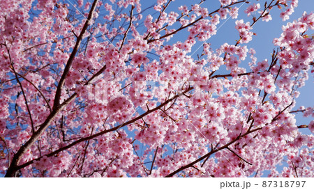 大津 皇子が丘公園　青空に映える満開のハツミヨザクラ 87318797