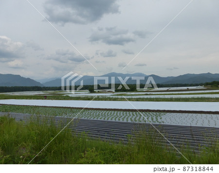 夏の野辺山高原(長野県南牧村) 夏の野辺山高原(長野県南牧村) 87318844