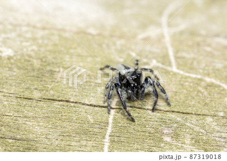 ネコハエトリ 87319018