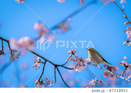 春　河津桜とメジロ 87319833