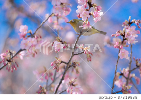 春　河津桜とメジロ 87319838