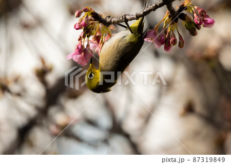 春 河津桜とメジロ 春 河津桜とメジロ 87319849