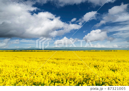 Yellow rape field on blue sky background Yellow rape field on blue sky background 87321005
