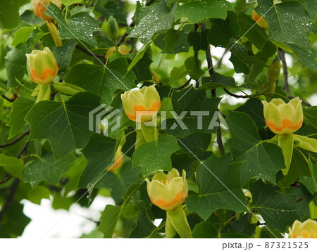 ユリノキの花 ユリノキの花 87321525