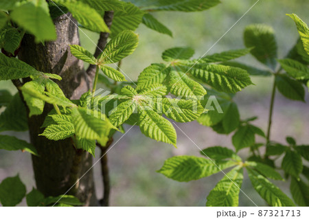 Exploding bud during spring time. First spring buds on branch, close-up image. Green leaves on chestnut tree branch Exploding bud during spring time. First spring buds on branch, close-up image. Green leaves on chestnut tree branch 87321713