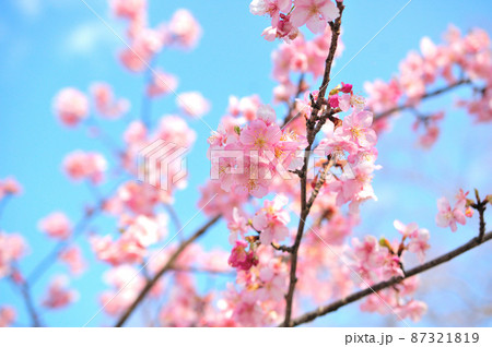 カワヅザクラの花 87321819