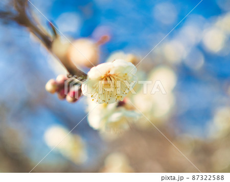蒲原神社の梅の花 蒲原神社の梅の花 87322588