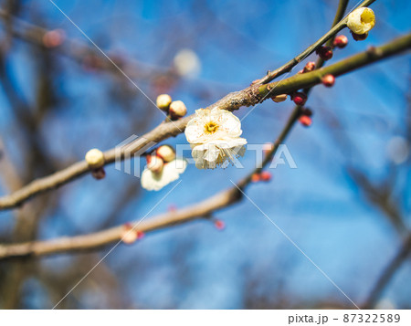 蒲原神社の梅の花 87322589
