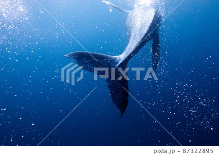 いっぱい遊んでくれてありがとう子クジラ 87322895