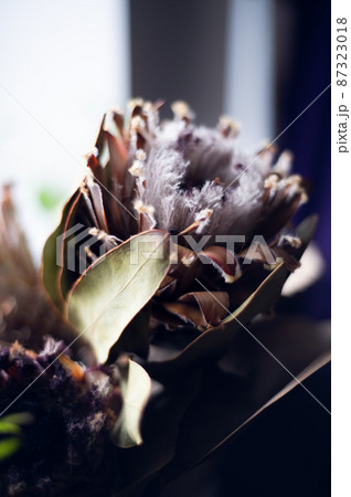 Dry protea flowers 87323018