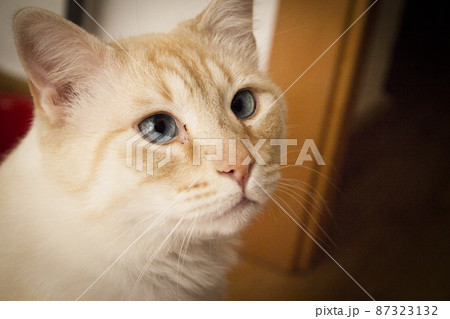 Light tan cat with blue eyes Light tan cat with blue eyes 87323132