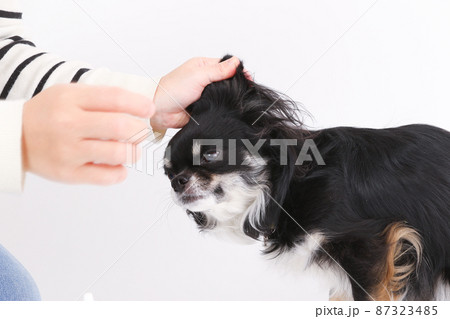 耳の中をイヤークリーナーで耳掃除をされる黒いロングコートチワワ 耳の中をイヤークリーナーで耳掃除をされる黒いロングコートチワワ 87323485